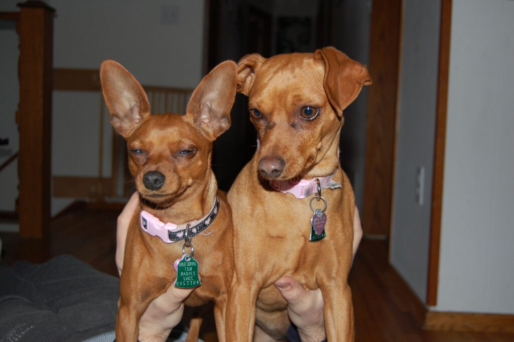 Leea - Left, Lucinda - Right.
